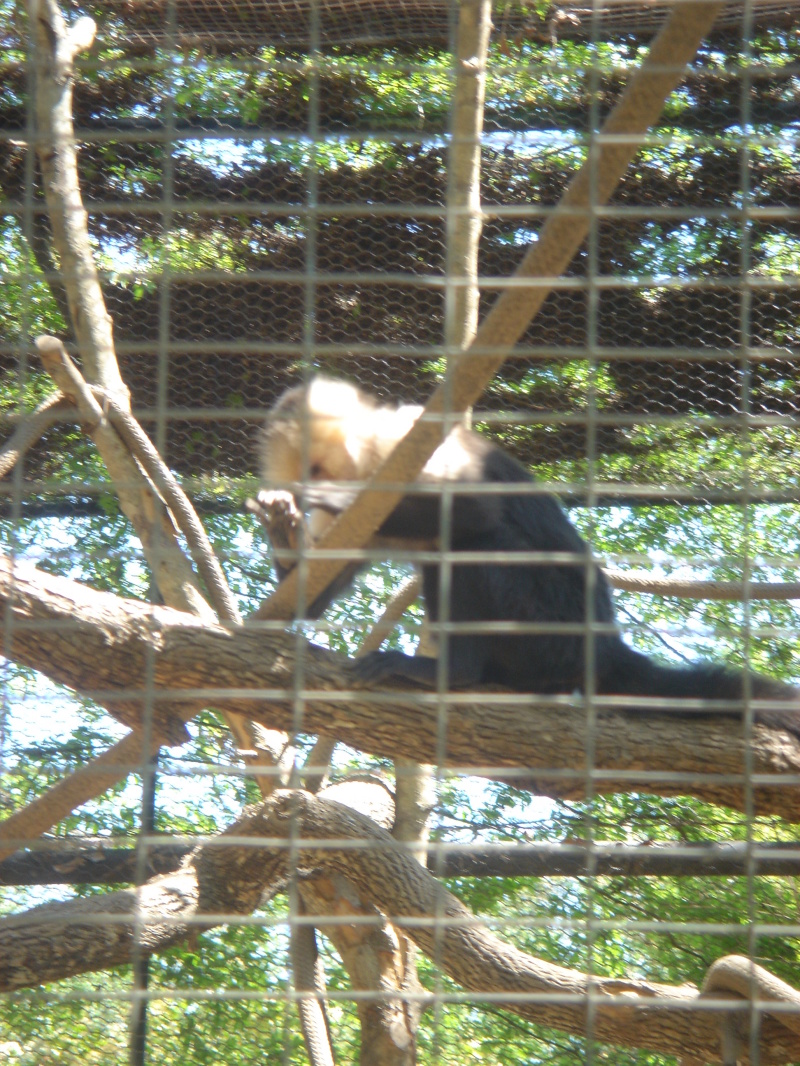 2006/04(Apr)/04(Zoo-Chance-Dax)/800x600_2006-04-08 14-00-08.JPG